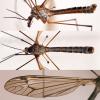 Tipula montium
